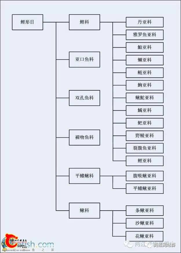 九刺鱼书图片