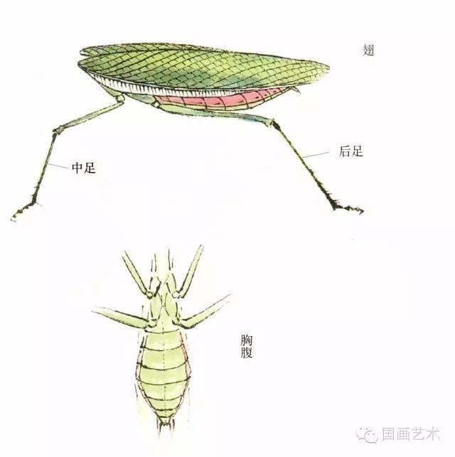 螳螂的前翅与胸腹的结构,要注意翅纹的勾线用笔及筋纹变化