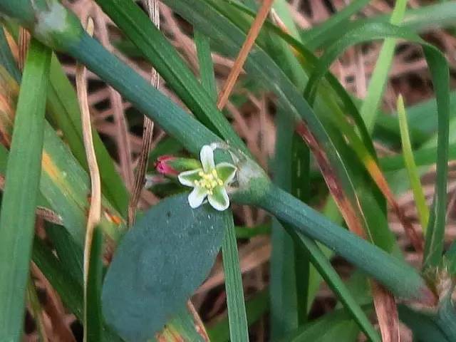 王不留行,寶蓋草,野老鸛草,泥胡菜,通泉草,大巢菜,空心蓮子草,鐵莧菜