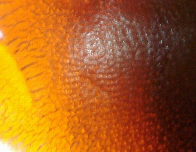 香犀牛角特征栗纹图片图片