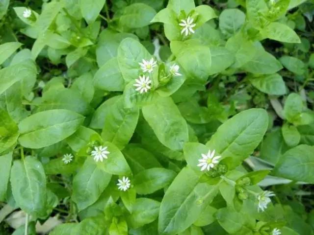 澤漆,婆婆納,麥家公,麥瓶草,藜,小薊(刺兒菜),大薊,扁蓄,牛繁縷,王不