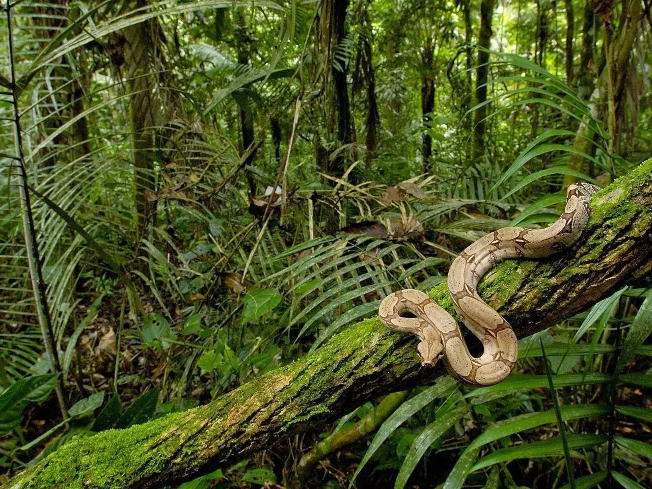 亚马逊雨林的危险植物图片