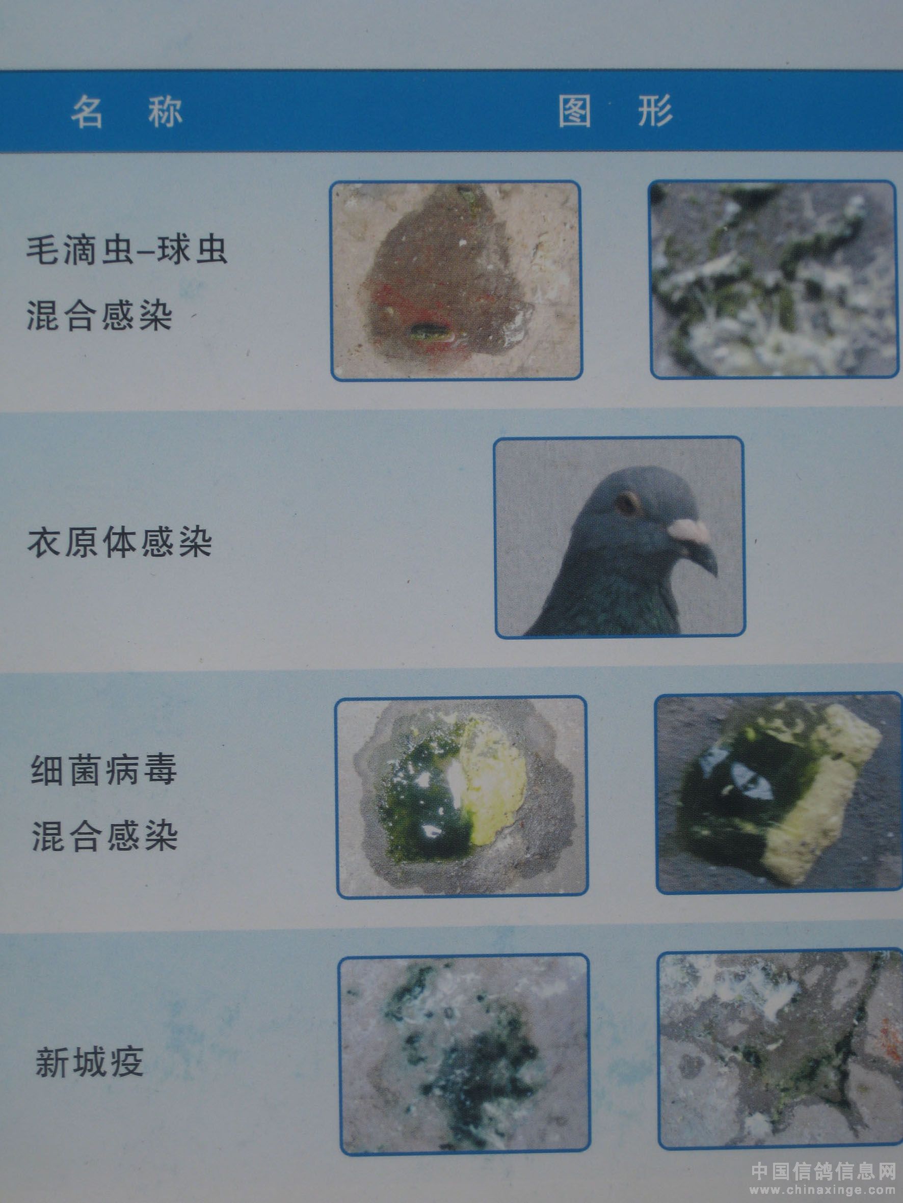 鸽子疾病粪便对照图片图片