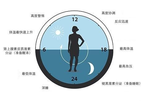 生活┃諾獎得主告訴您睡覺和清醒背後的分子機制時間基因控制生物節律