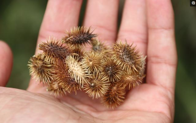 醫學價值蒼耳屬(xanthium)植物蒼耳根:用於疔瘡,癰疽,纏喉風,丹毒,高