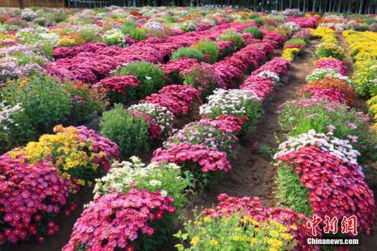 北京菊花出口独占鳌头 每年400万支出口日本,俄罗斯