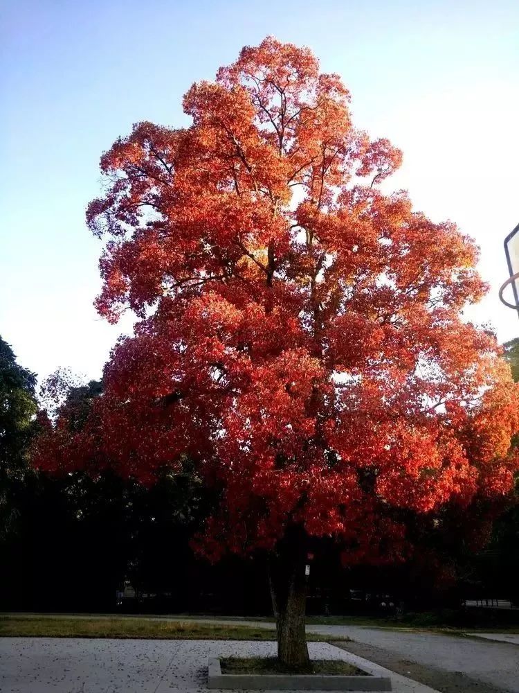 如果说秋天叶子会变红,怕是更多人只会想到枫树