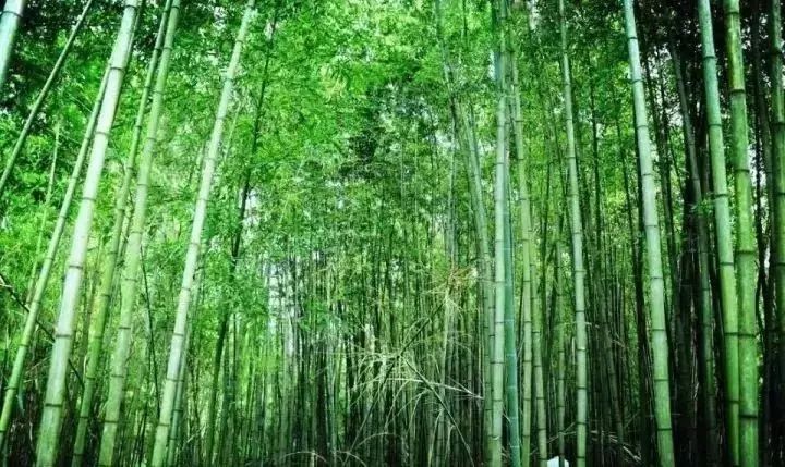 天台山头下村图片