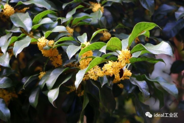 老宅何人初植桂桂香何年初醉人百年桂花漫看世事沧桑