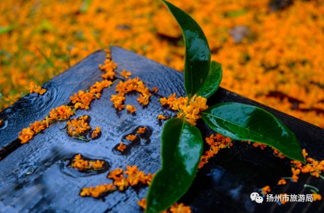 攝影:劉江瑞雨後,宋夾城落滿地的桂花花瓣,也別有一番意境.