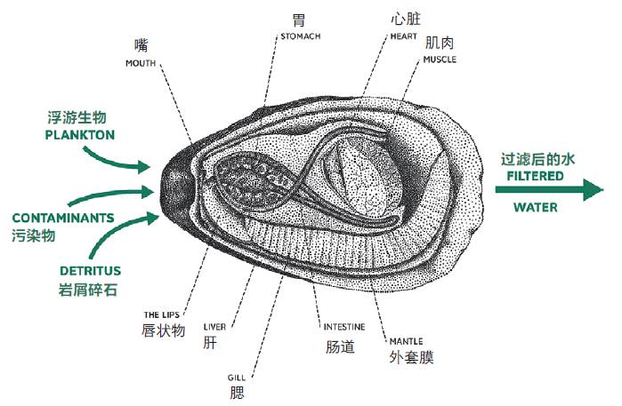 生蚝结构示意图图片