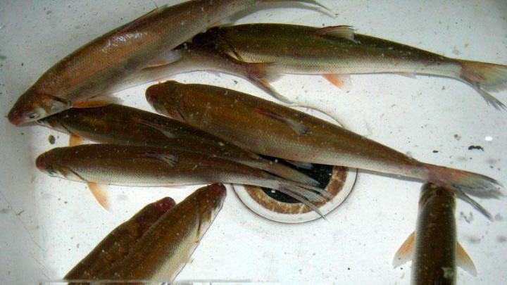 印尼黄姑鱼图片