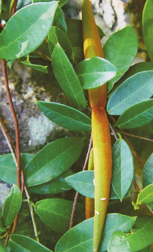 10月13日 | 弓果藤 · 深圳植物日曆