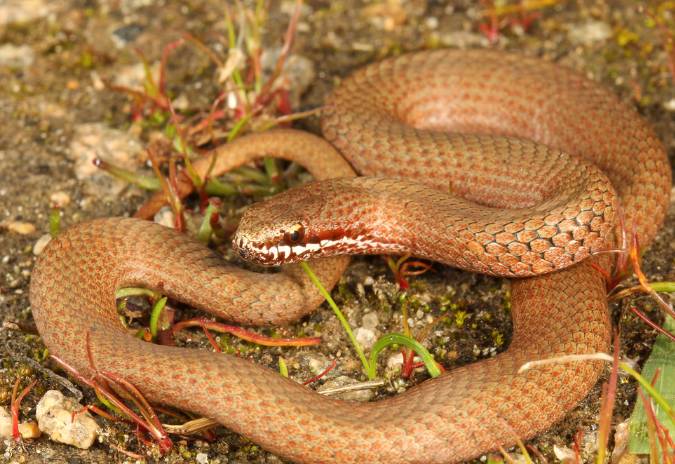 東部棕蛇(eastern brown snake),毒液最毒排名第二,每年咬死人數最多!