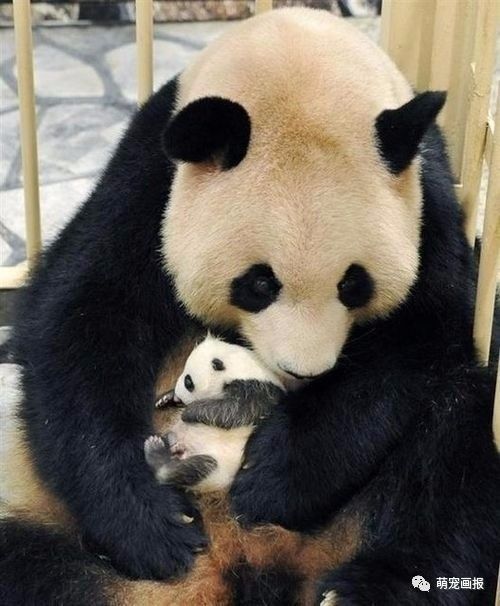 大熊猫昭美看淼淼带娃图片