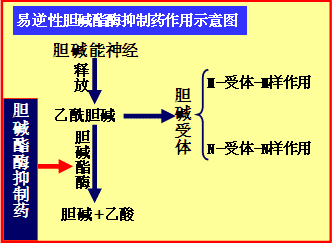 第二节 胆碱酯酶抑制药和胆碱酯酶复活药3.解救阿托品中毒.2.