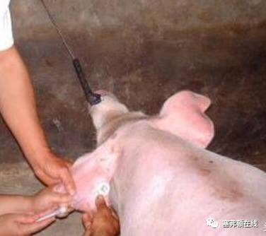 猪腹腔注射位置图片图片