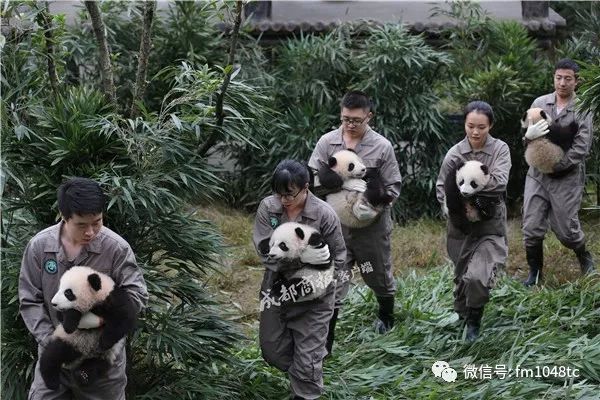 [萌翻]2017新生大熊貓寶寶集體出街!排排坐,要抱抱,心要化了