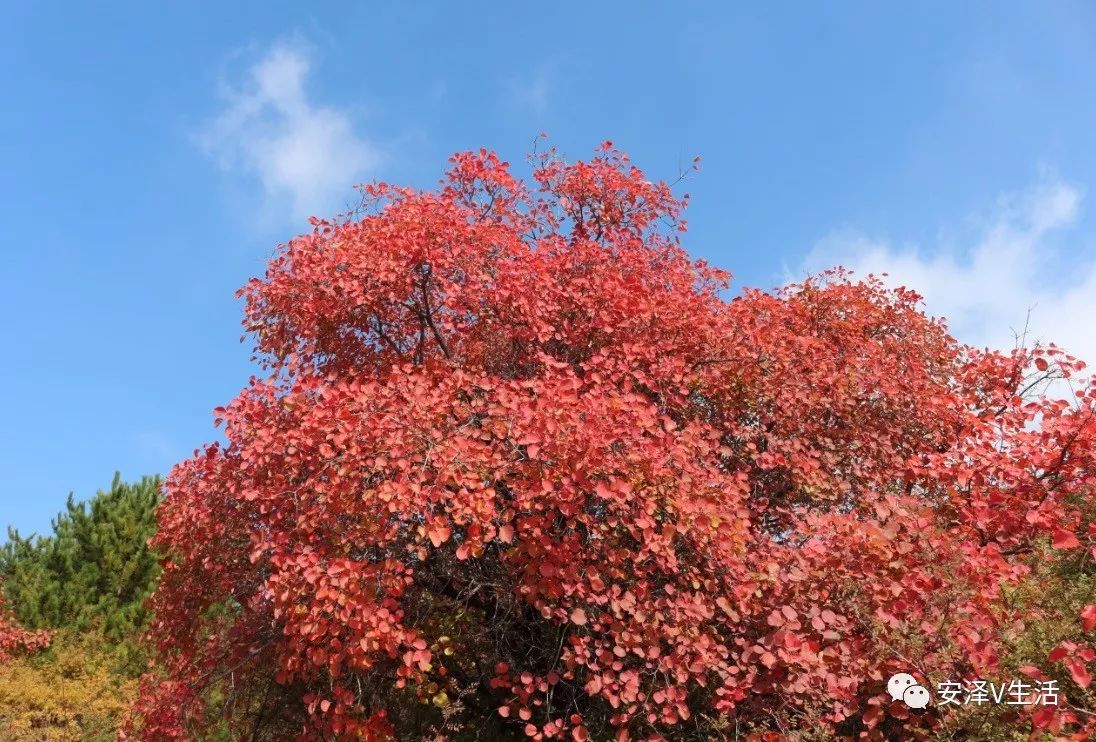 航拍多圖深秋美景賞秋色安澤紅葉正當時