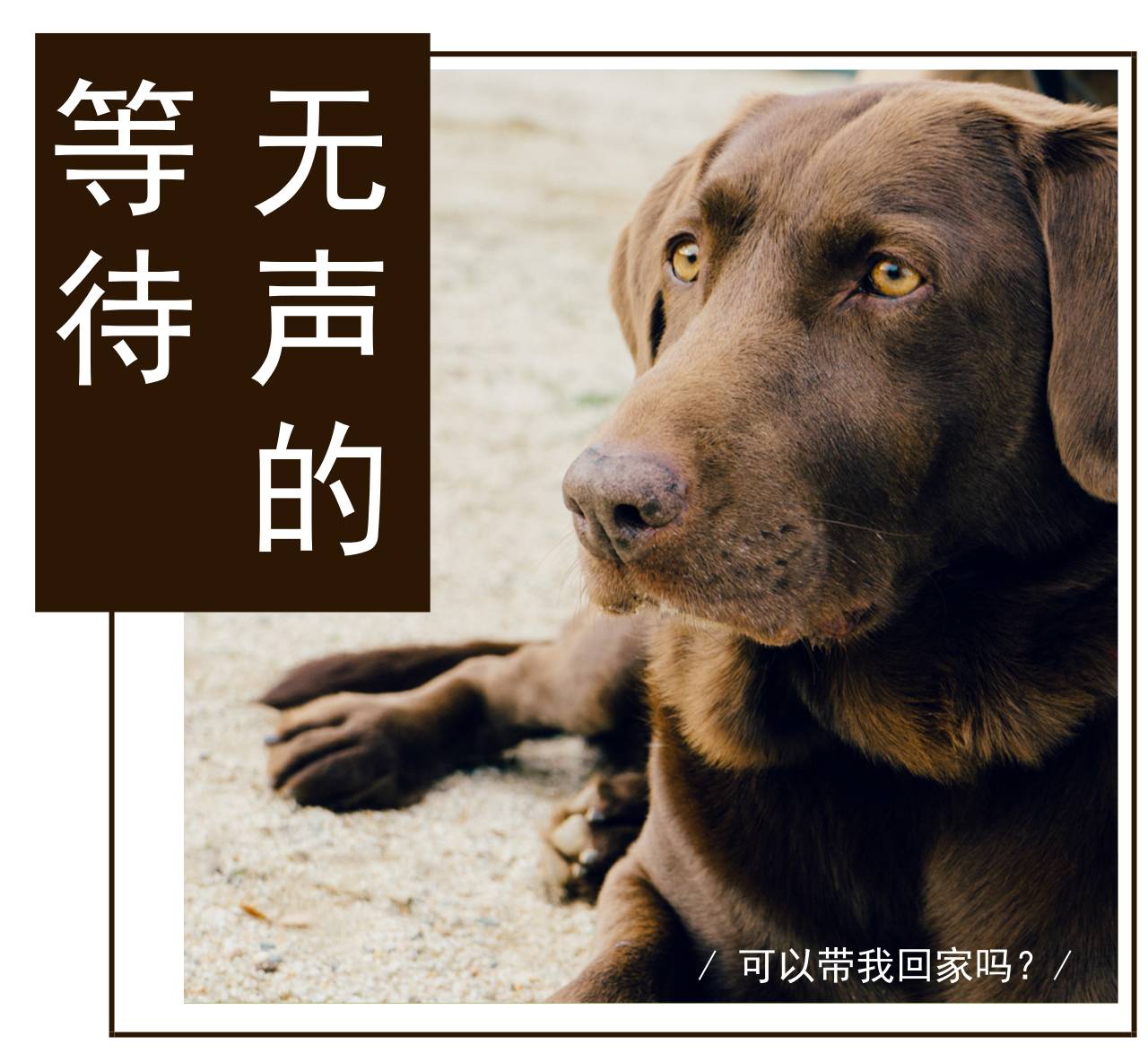 许昌流浪犬猫领养公益活动它们在苦苦等待新主人