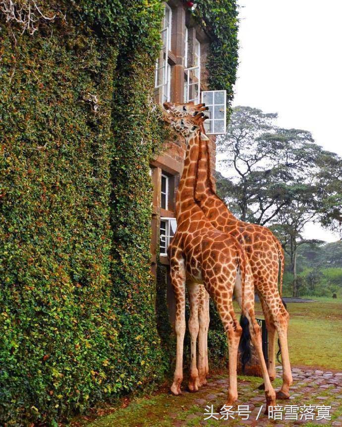 世界上最神奇的地方之一肯尼亚内罗毕长颈鹿庄园