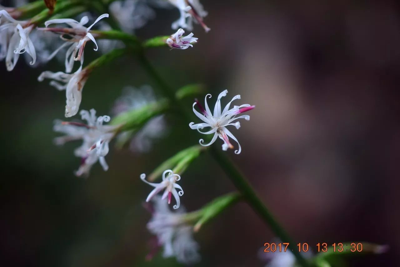 花全部兩性;花冠管狀,長約13毫米,簷部稍擴大,5深裂,裂片偏於一側,線