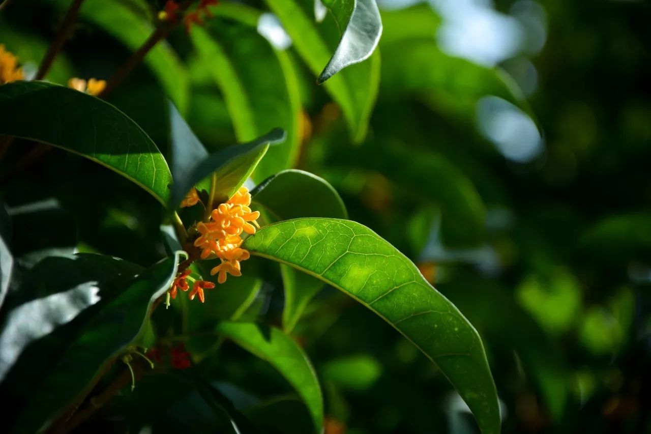 青桂花色极淡