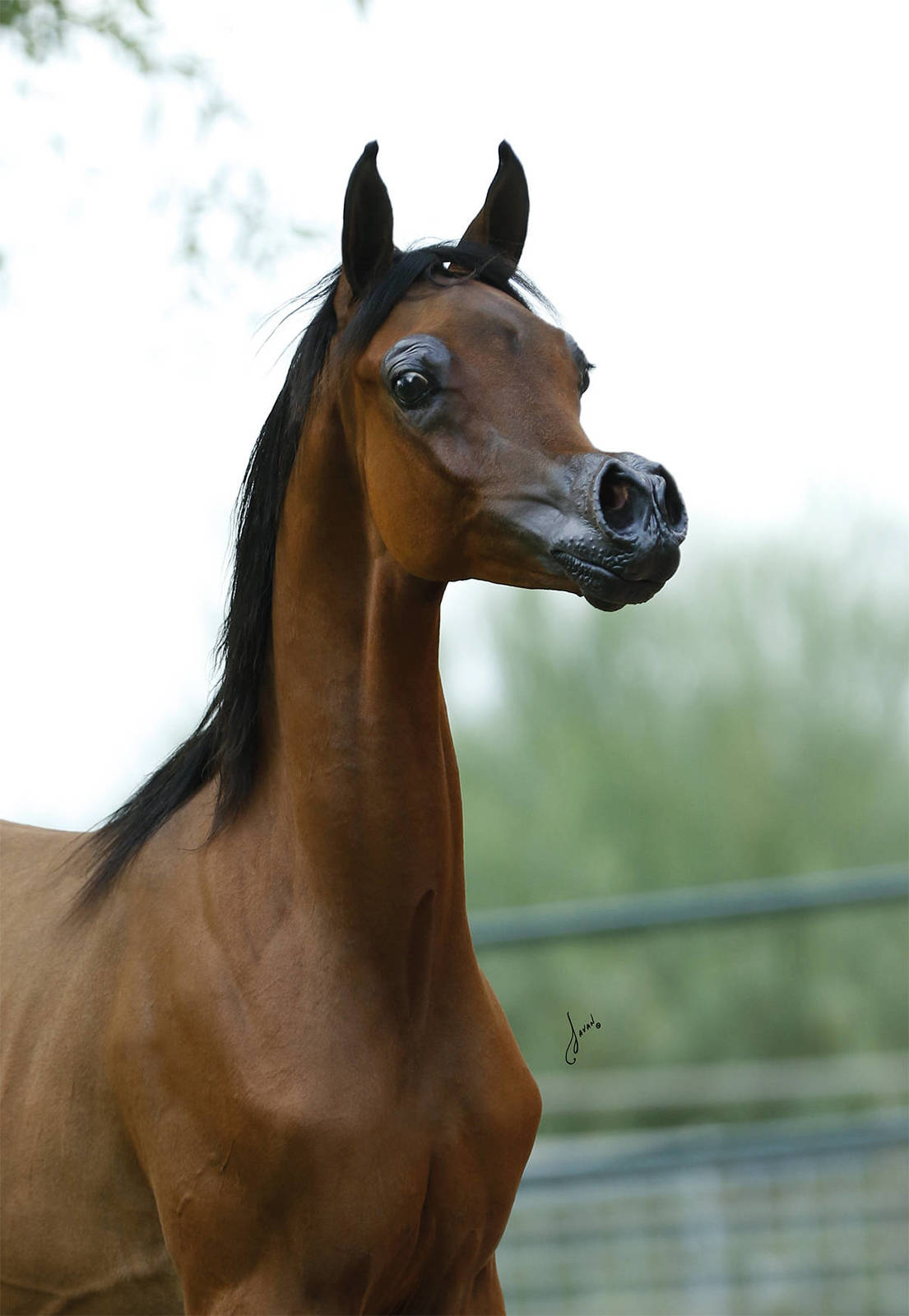 因为狗可以像人类一样用嘴呼吸,但马只能通过鼻子呼吸,我们怀疑这匹马