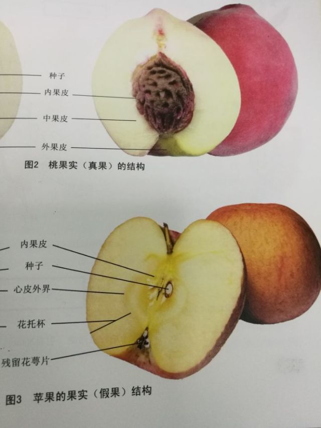 植物果实的结构图图片