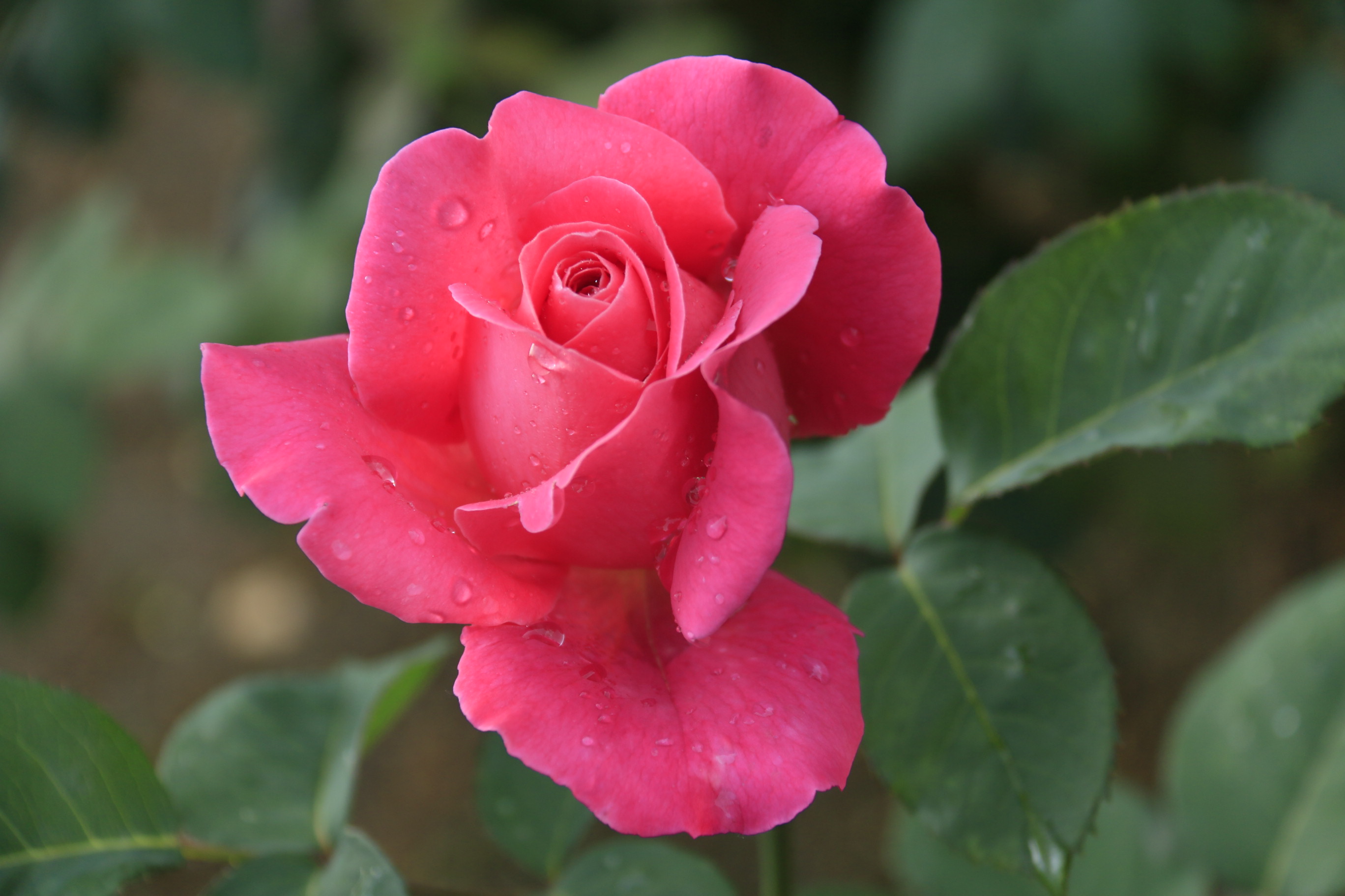 玫瑰花语:一朵玫瑰一朵情千朵万朵相思情
