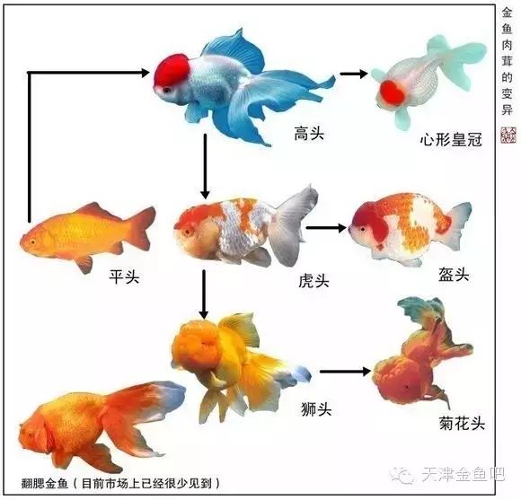 金鱼的外形特征结构图图片