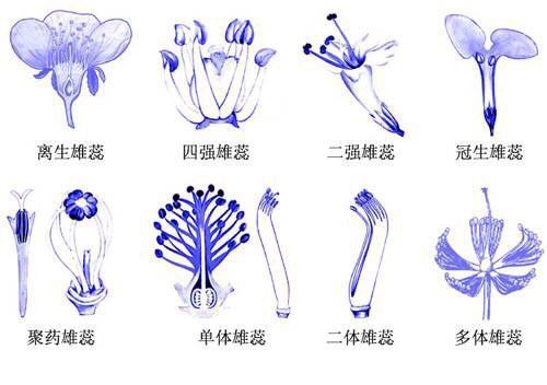 聚药雄蕊简图图片