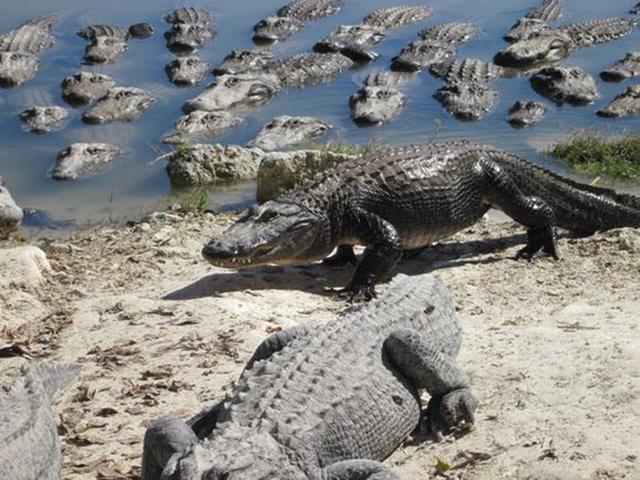 这是一座著名的鳄鱼岛,岛上长年栖居着数万只鳄鱼
