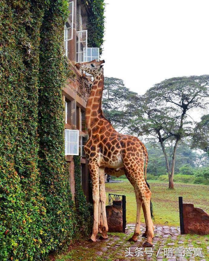 (rothschild giraffe)生活在12英亩的土地中(包含140英亩的森林)