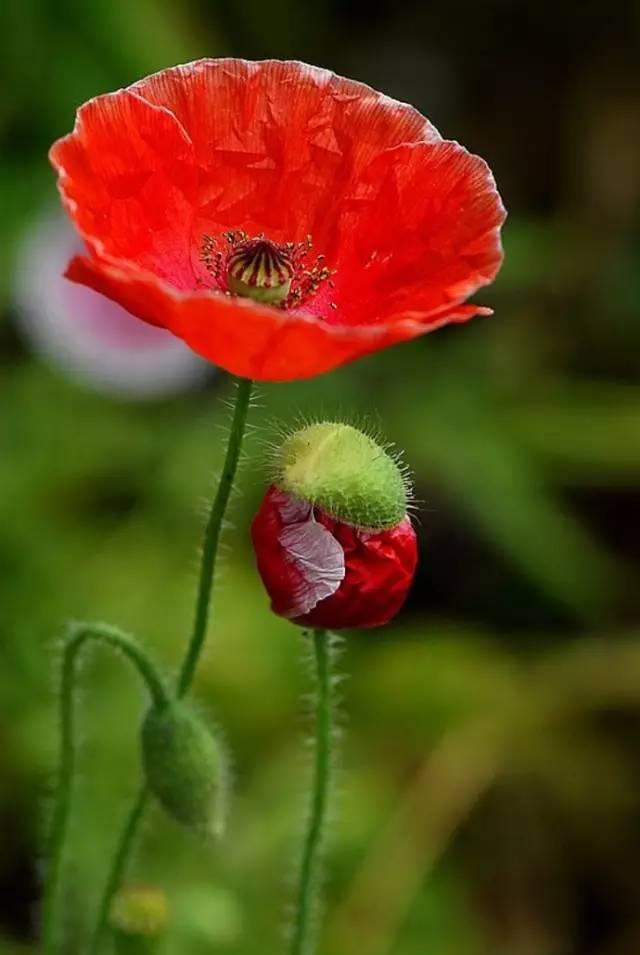 鸦片烟花图片大全图片