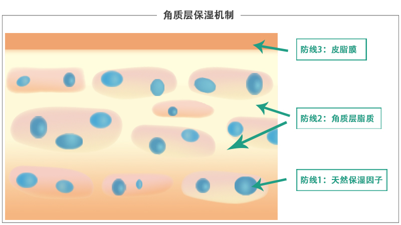 正常情况下,我们的皮肤并不会自己"漏水.因为