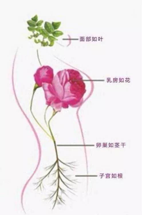 女人的子宫和卵巢就好比我们花的根部,胸部就好比我们的叶子,面彩是