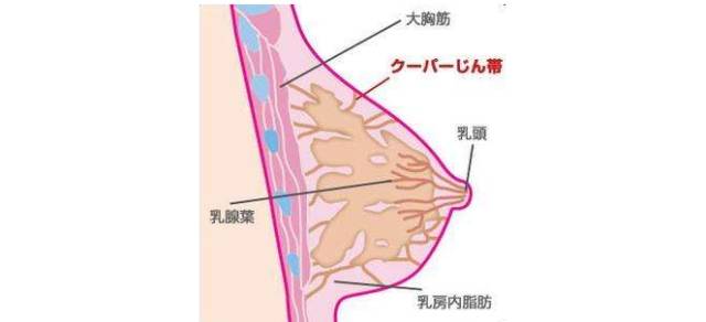 乳腺胸和脂肪胸区分图图片