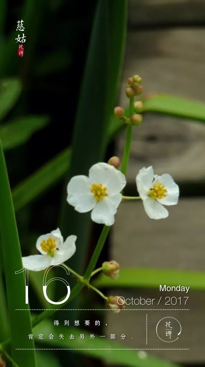 识花慈姑