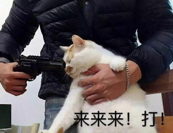 枪毙猫表情包图片