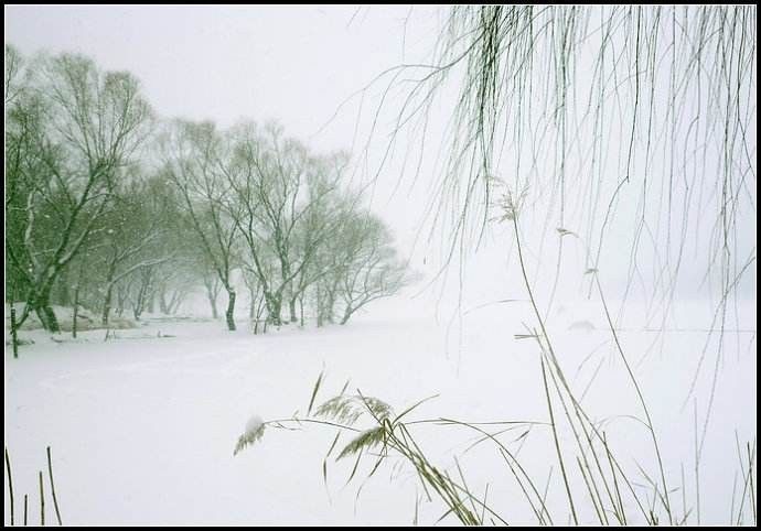 冬天時,一大潭水都結了冰,冰上落一層雪,雪上近岸的地方,可以隱約看到