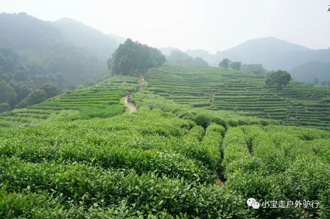 小寶驢行▎1022週日漫步乾隆古道賞龍井茶園秋色九溪十八澗老少皆宜