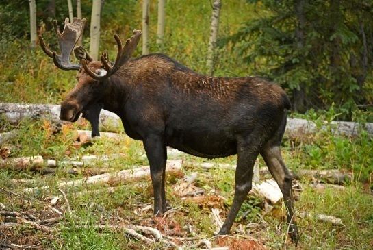 加拿大巨型鹿moose图片