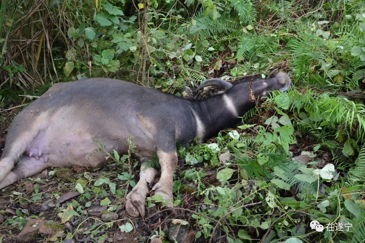 馬蜂竟蟄死了一頭耕地牛看遂寧消防員如何滅它