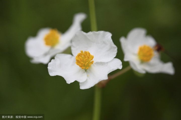 識花慈姑