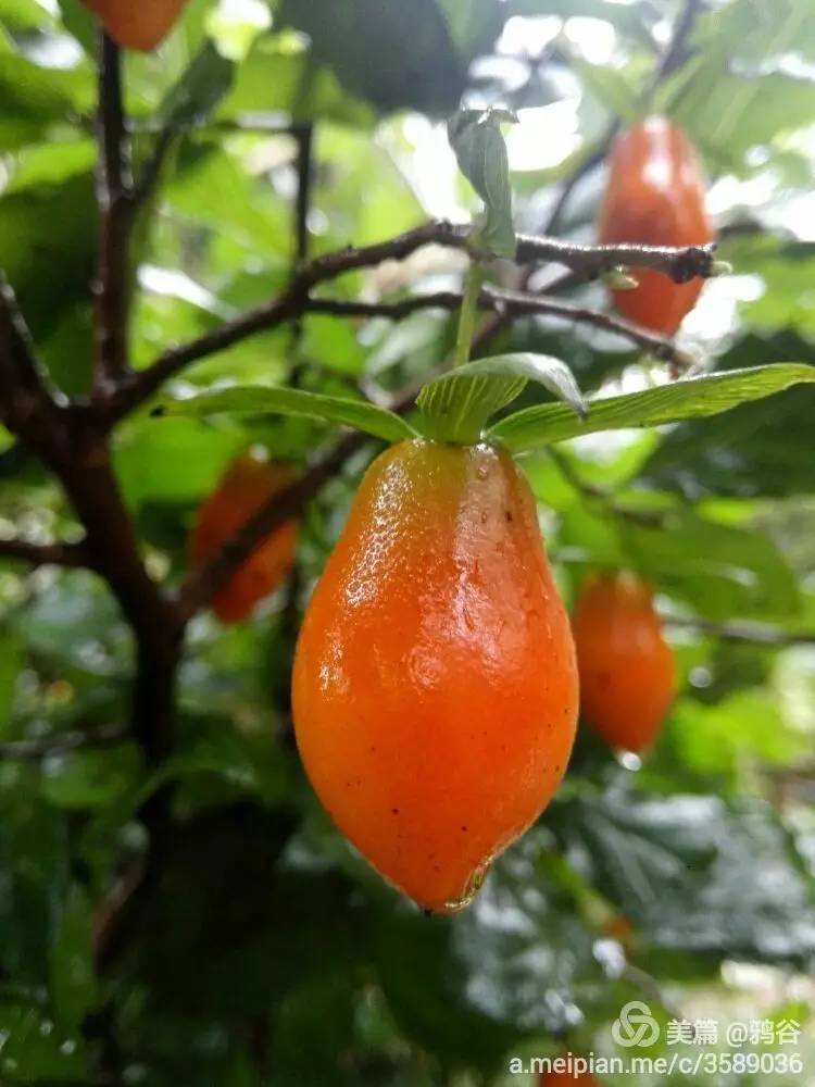 老鸦柿最大果子品种图片