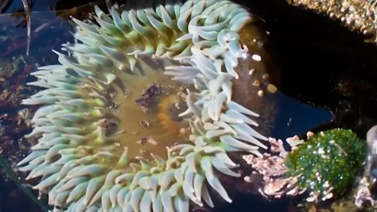 海葵美丽的外表下隐藏着致命危险是深海中的活人参