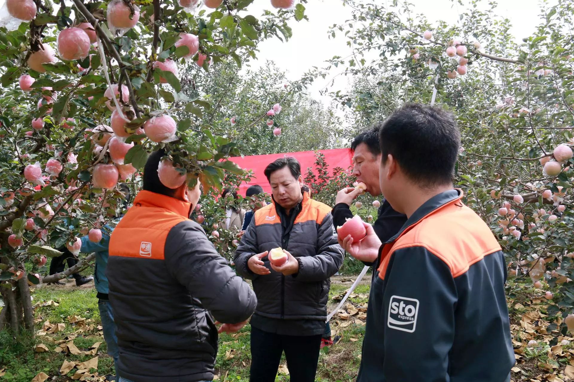 电商助农苹果图片