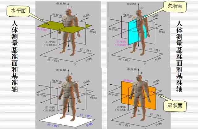 解剖学三轴图解图片