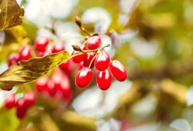 登高吃菊花就能長壽?茱萸又是誰?